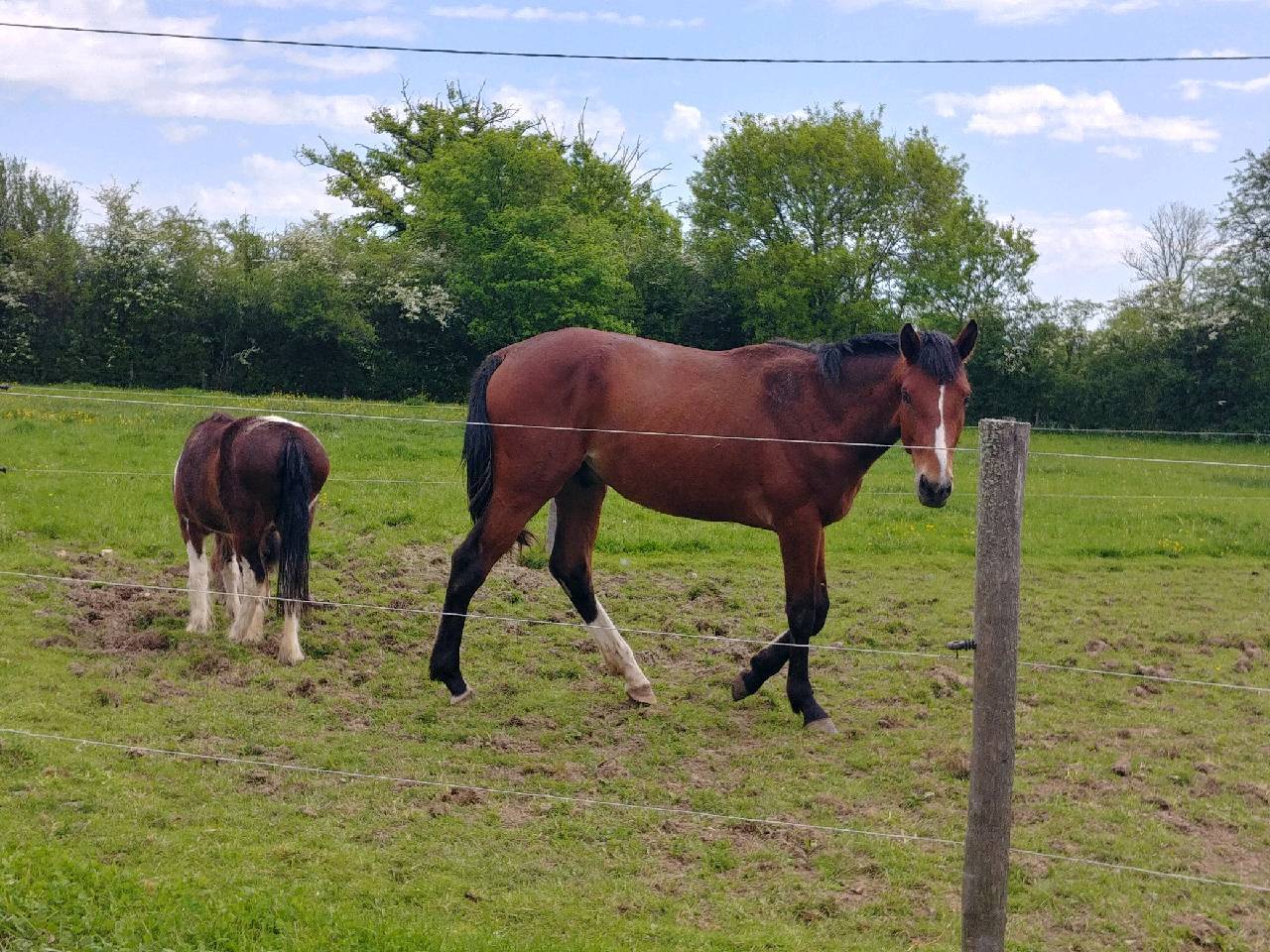Caballo entero Silla Francés En venta 2023 Bayo por DOLLAR DELA PIERRE