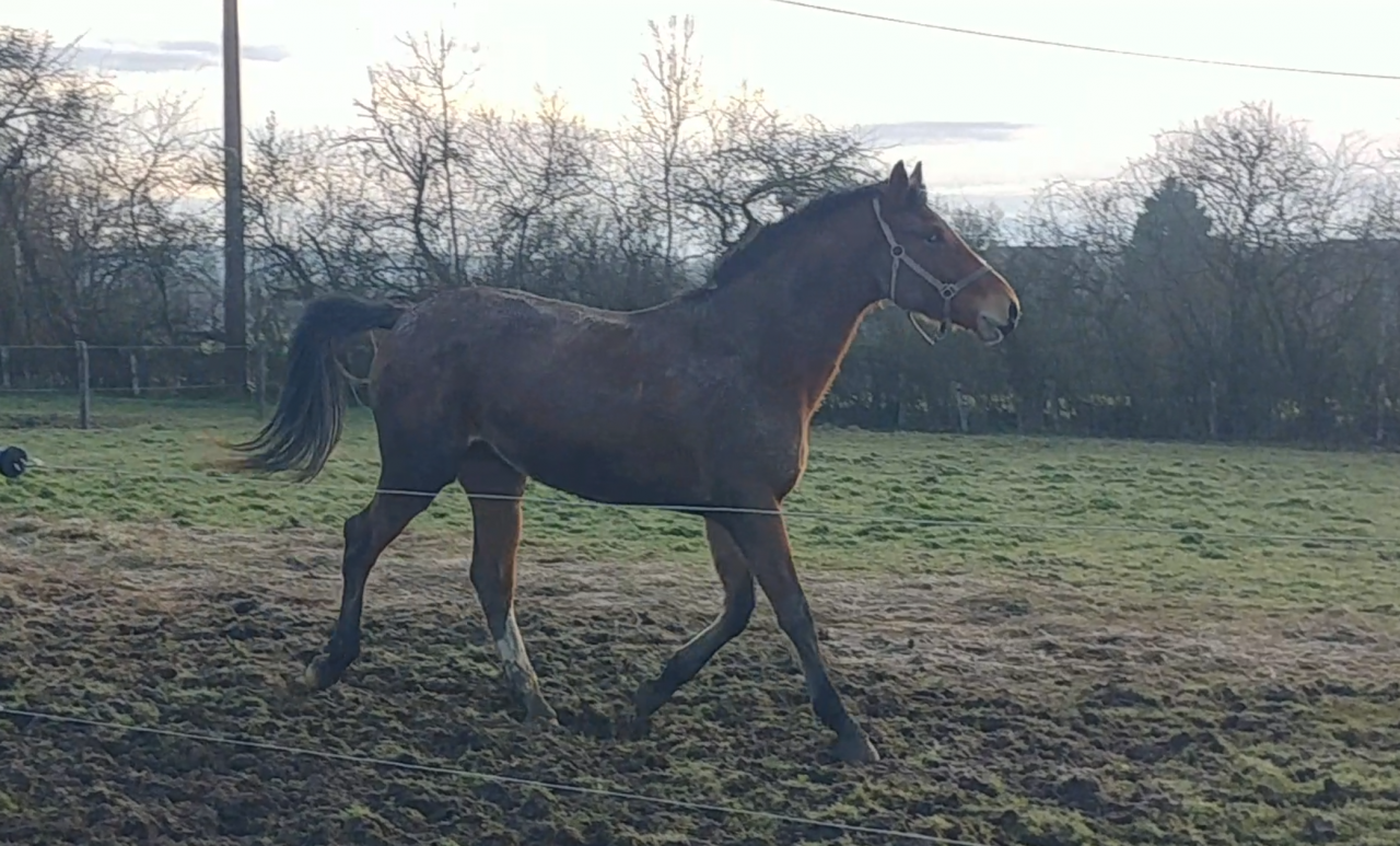 Caballo entero Silla Franc&eacute;s En venta 2023 Bayo por DOLLAR DELA PIERRE