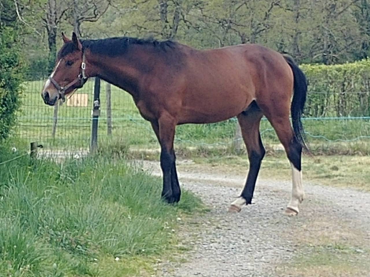 Caballo entero Silla Franc&eacute;s En venta 2023 Bayo por DOLLAR DELA PIERRE