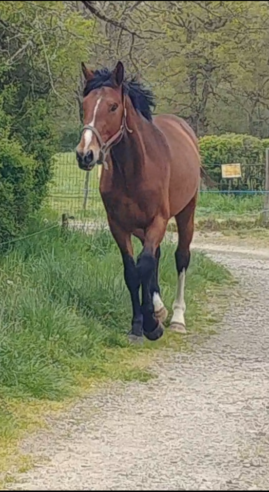 Caballo entero Silla Franc&eacute;s En venta 2023 Bayo por DOLLAR DELA PIERRE