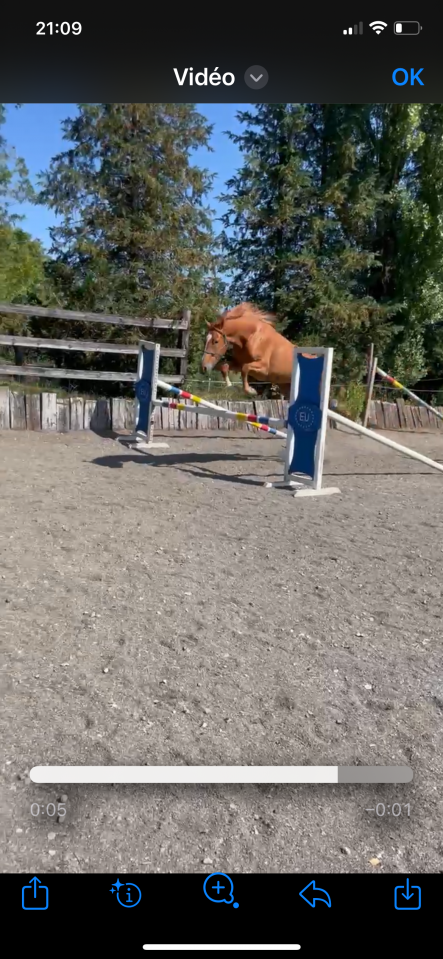 Yegua sBs Caballo de Deporte Belga En venta 2022 Alazán por Matisse de mariposa