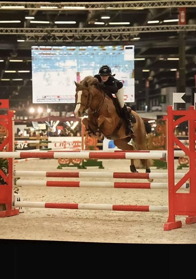 Caballo entero PFS Poni Françés de Silla En venta 2017 Pelo de vaca