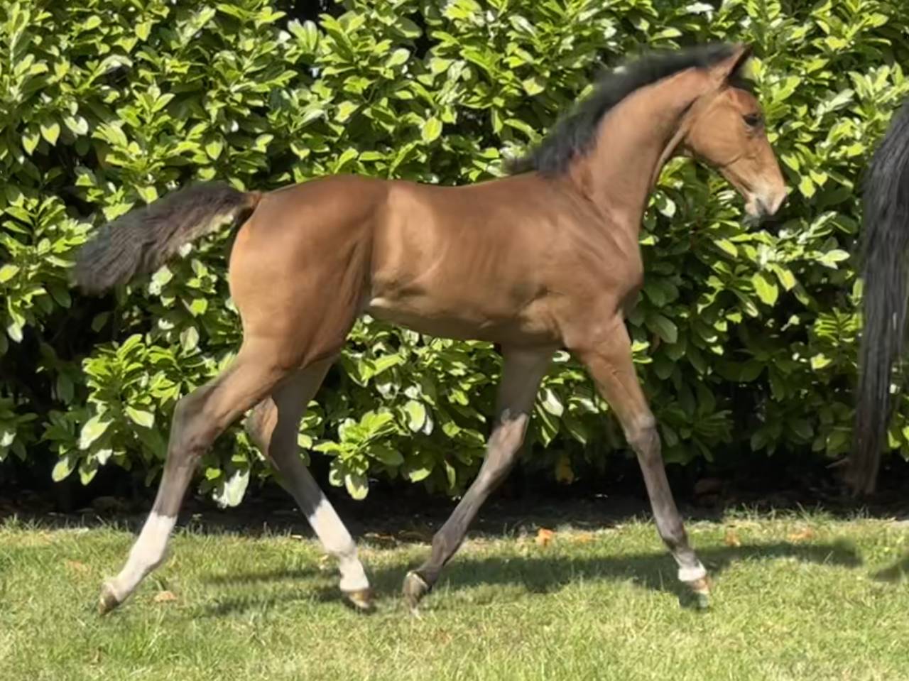 Potranca Silla Francés En venta 2025 Bayo por Hardrock Z