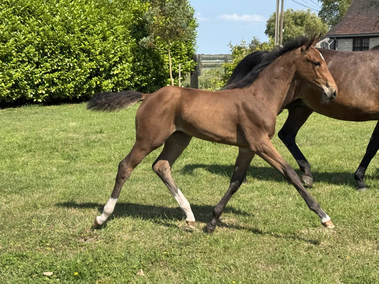 Potranca Silla Francés En venta 2025 Bayo por Hardrock Z