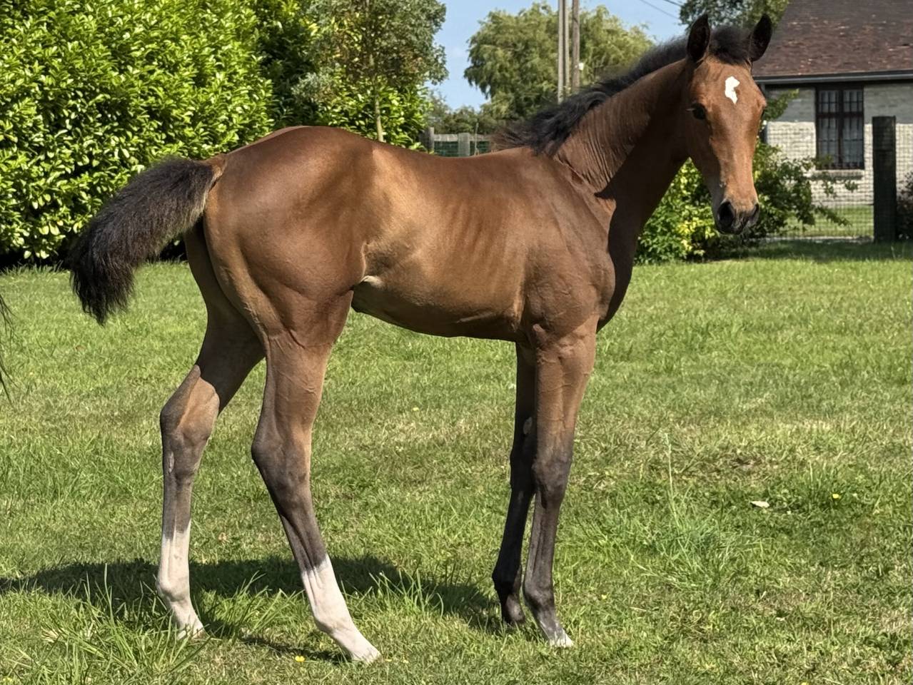 Potranca Silla Francés En venta 2025 Bayo por Hardrock Z