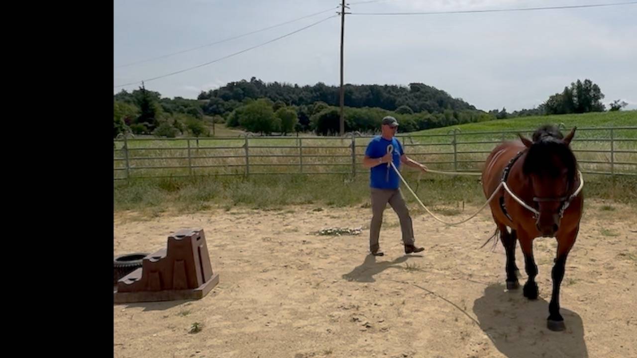 Yegua Auvernia (Caballo) En venta 2011 Bayo