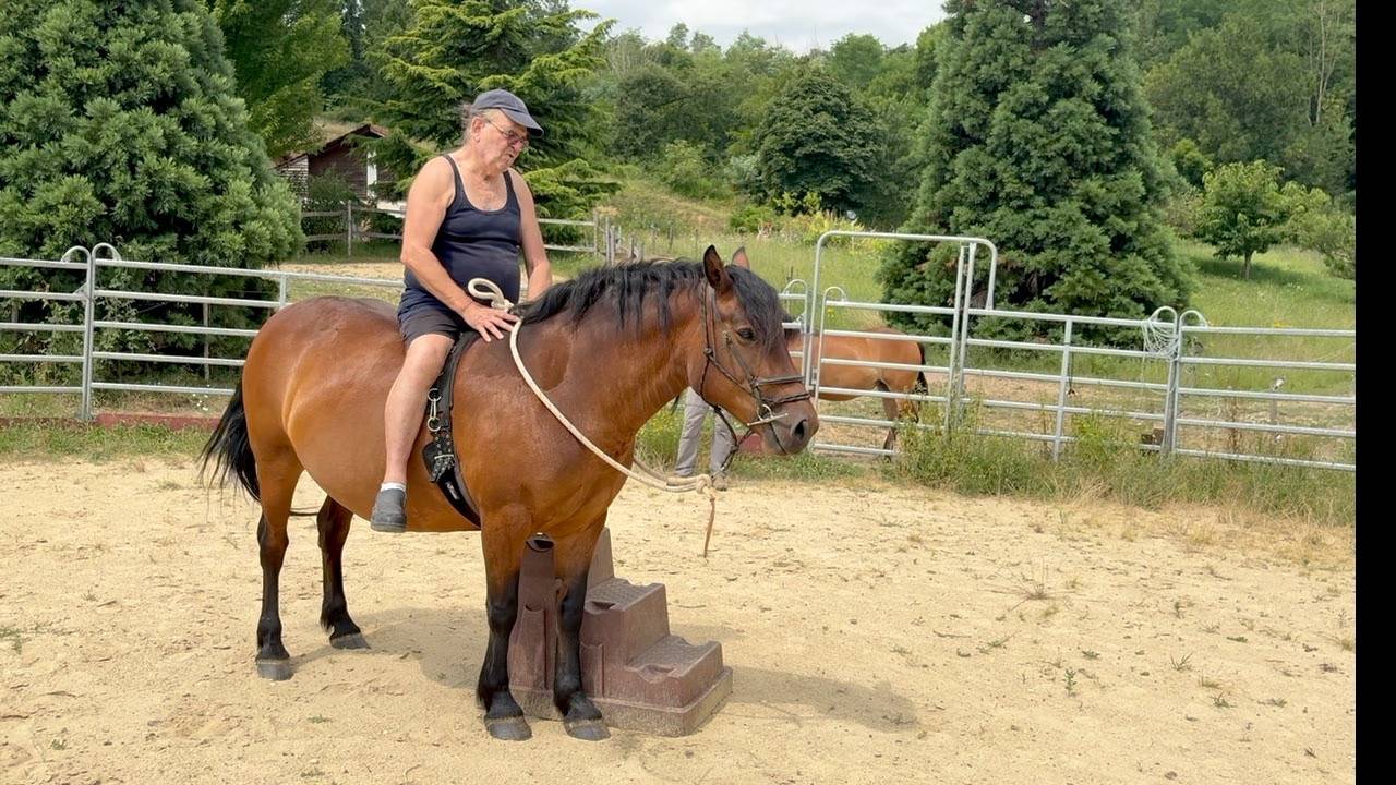 Yegua Auvernia (Caballo) En venta 2011 Bayo