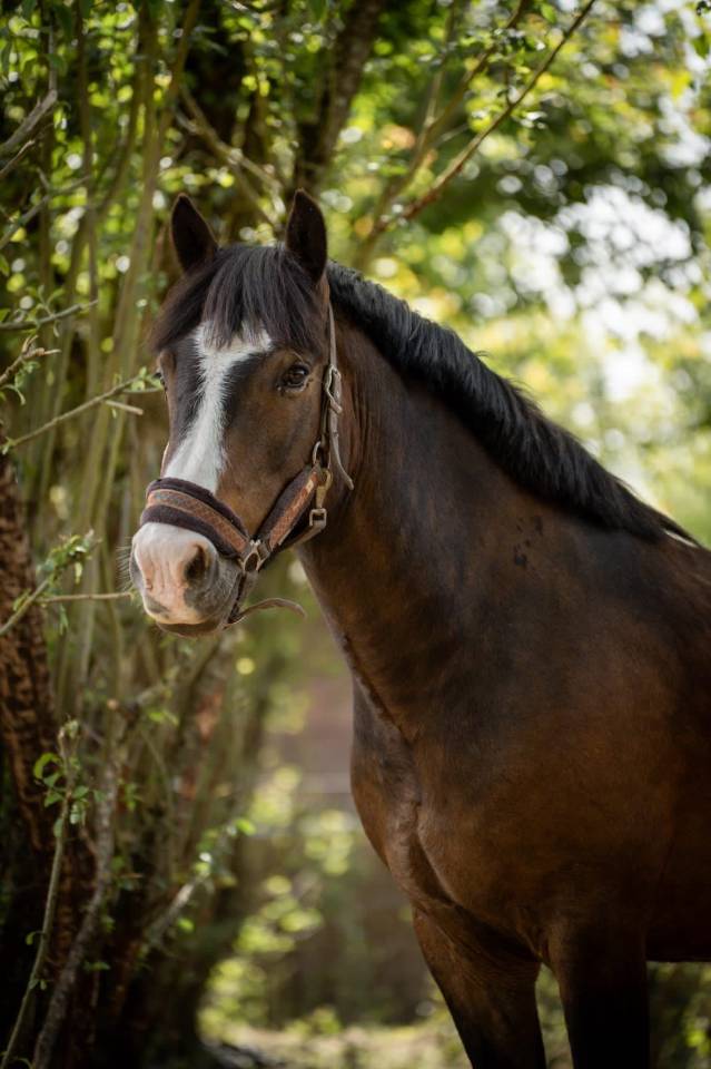 Caballo castrado New Forest En venta 2018 Bayo por PORTMORE THUNDER CLOUD
