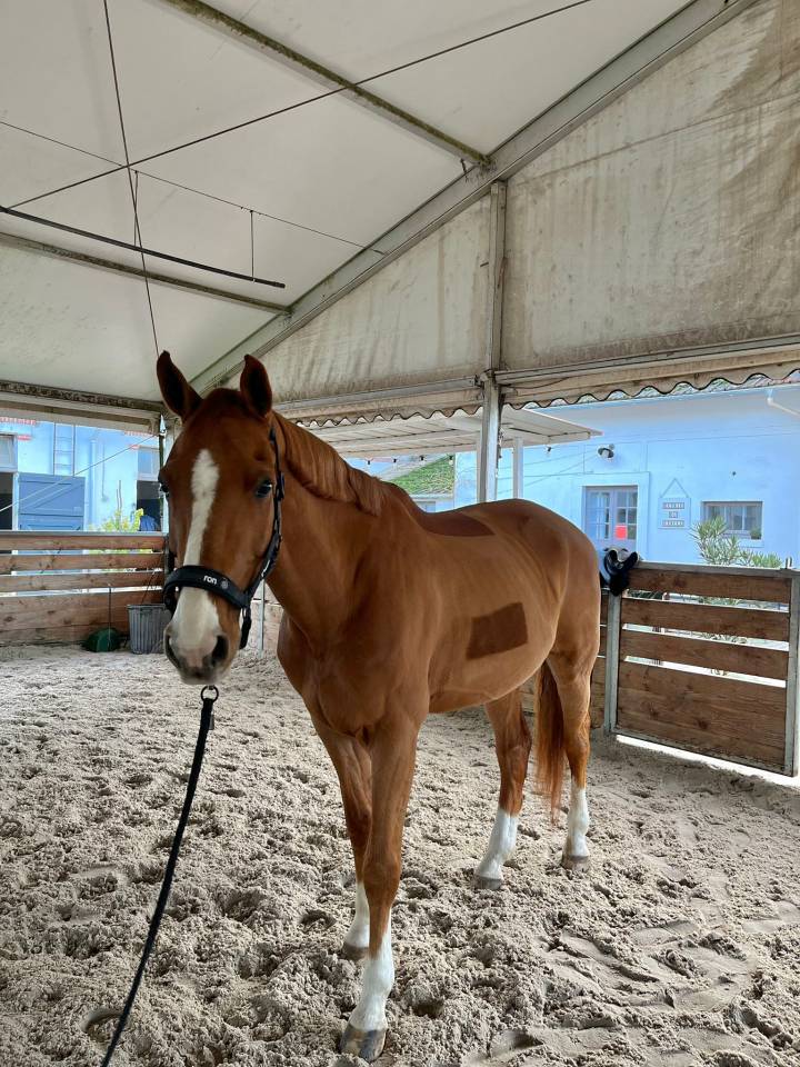 Caballo castrado Silla Francés Media-Pensión 2010 Alazán