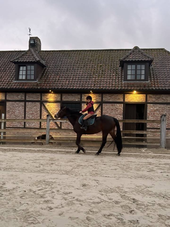 Yegua Connemara En venta 2012 Bayo