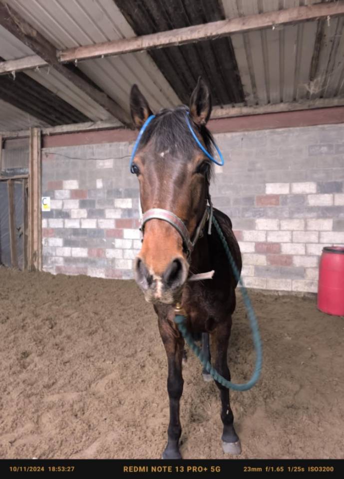 Yegua Connemara En venta 2012 Bayo