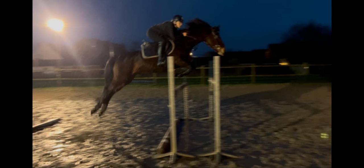 Yegua Connemara En venta 2012 Bayo