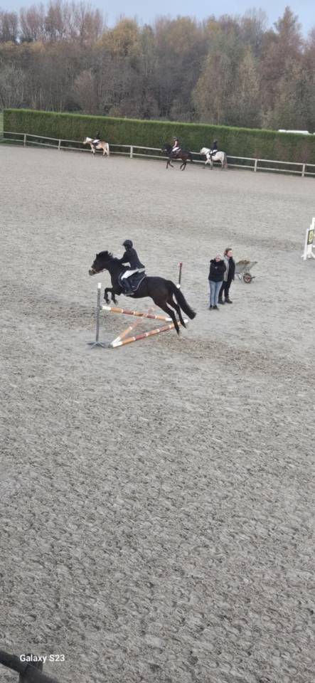 Yegua Connemara En venta 2012 Bayo