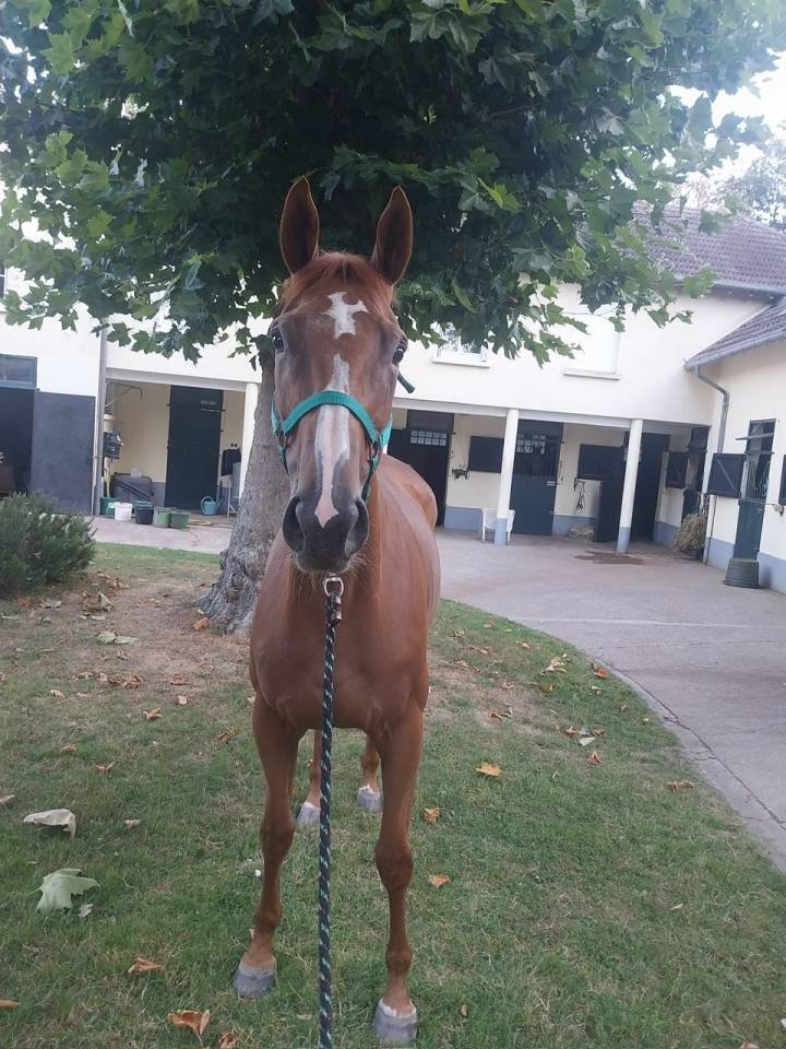 Yegua de ganadería Pura Sangre Inglés En venta 2017 Alazán por Rio de la Plata