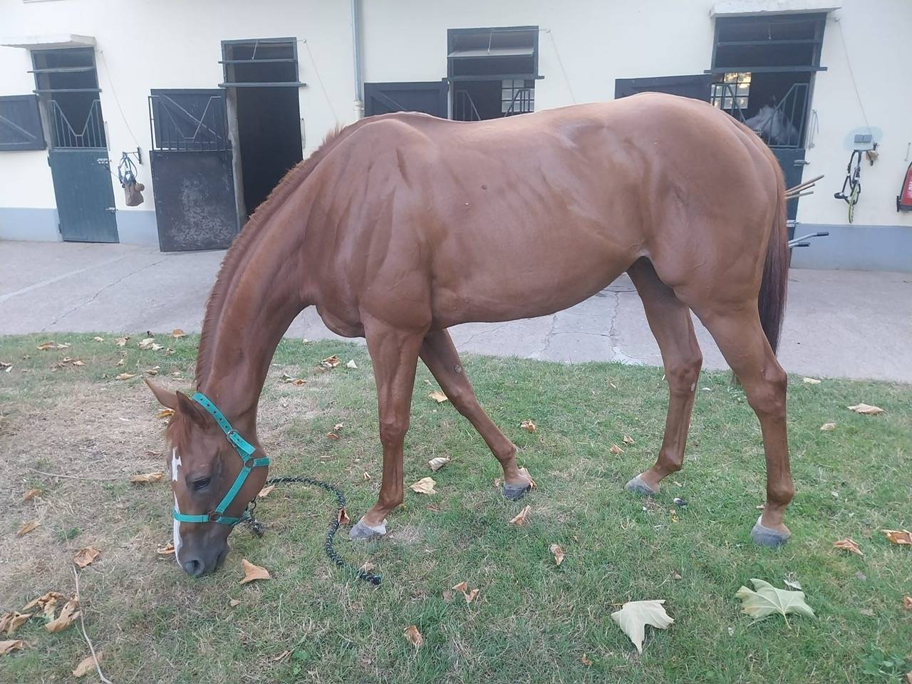 Yegua de ganadería Pura Sangre Inglés En venta 2017 Alazán por Rio de la Plata