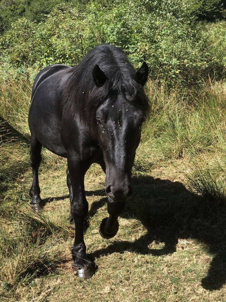 Caballo castrado Mérens En venta 2019 Negro