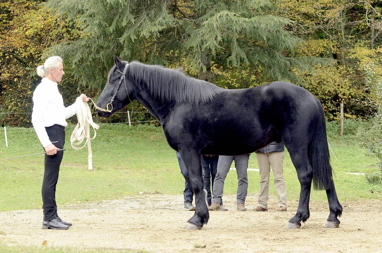 Caballo castrado M&eacute;rens En venta 2023 Negro