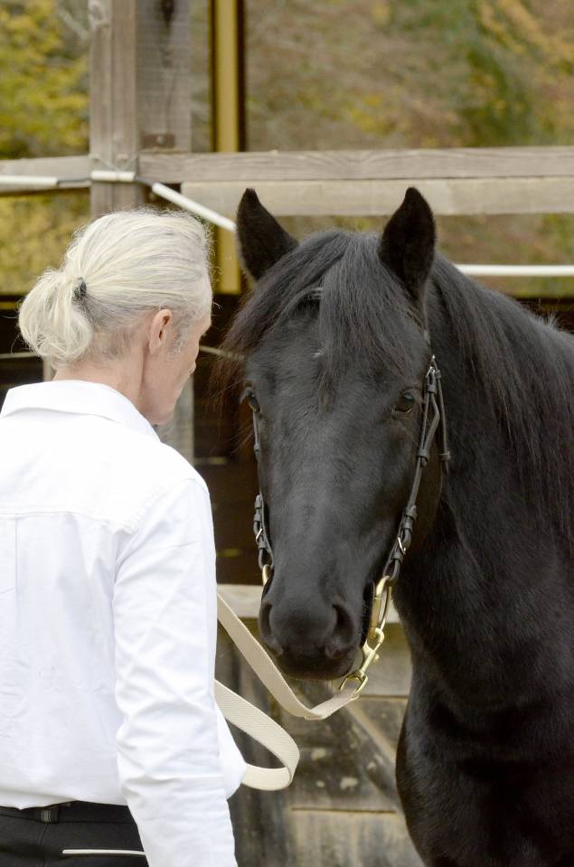 Caballo castrado M&eacute;rens En venta 2023 Negro