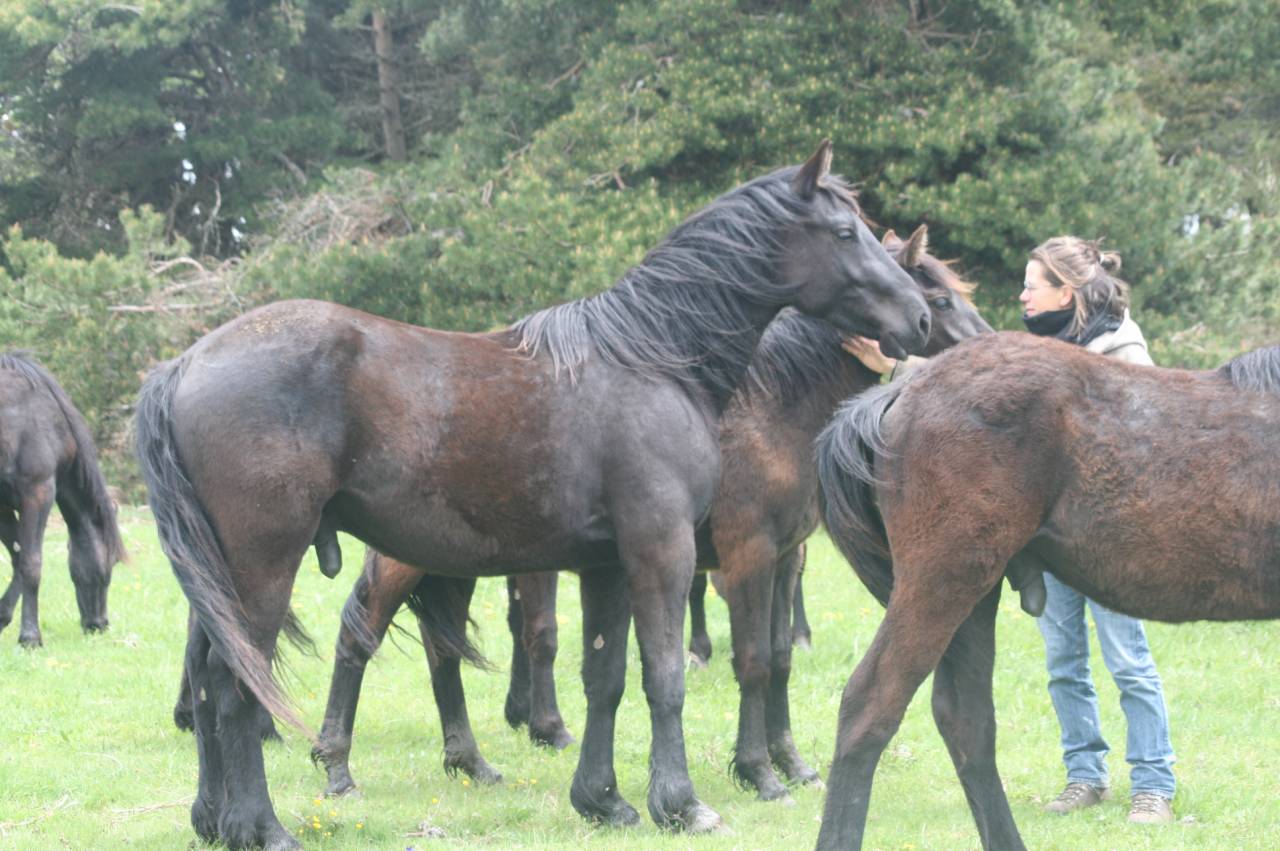 Caballo castrado M&eacute;rens En venta 2023 Negro