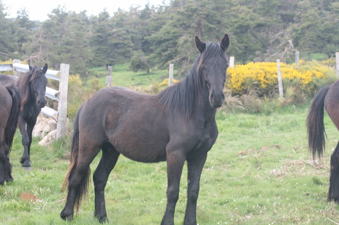 Caballo castrado M&eacute;rens En venta 2023 Negro