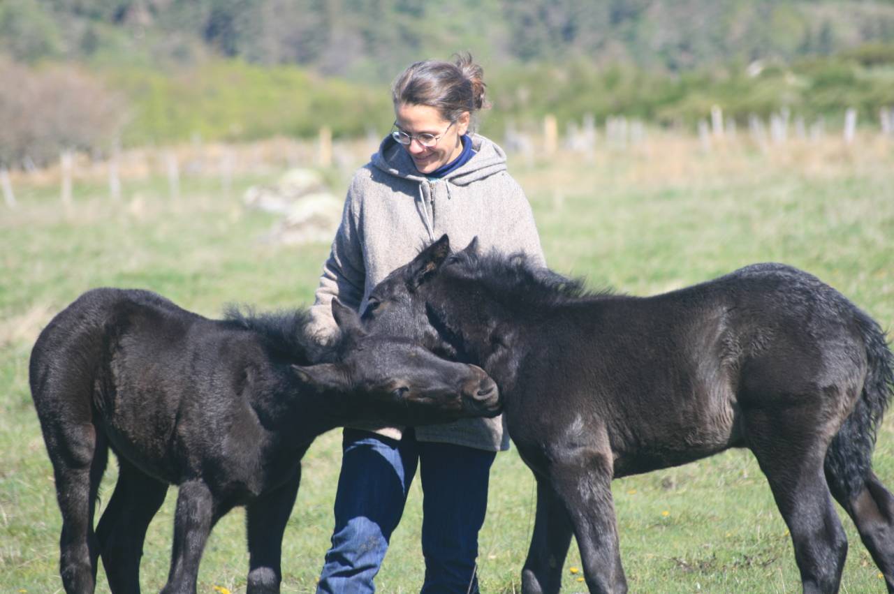 Potro Mérens En venta 2025 Negro
