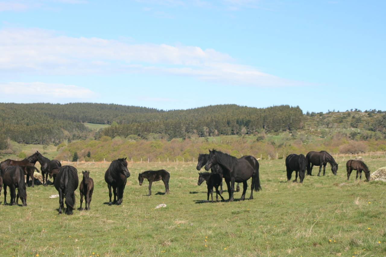 Potro Mérens En venta 2025 Negro
