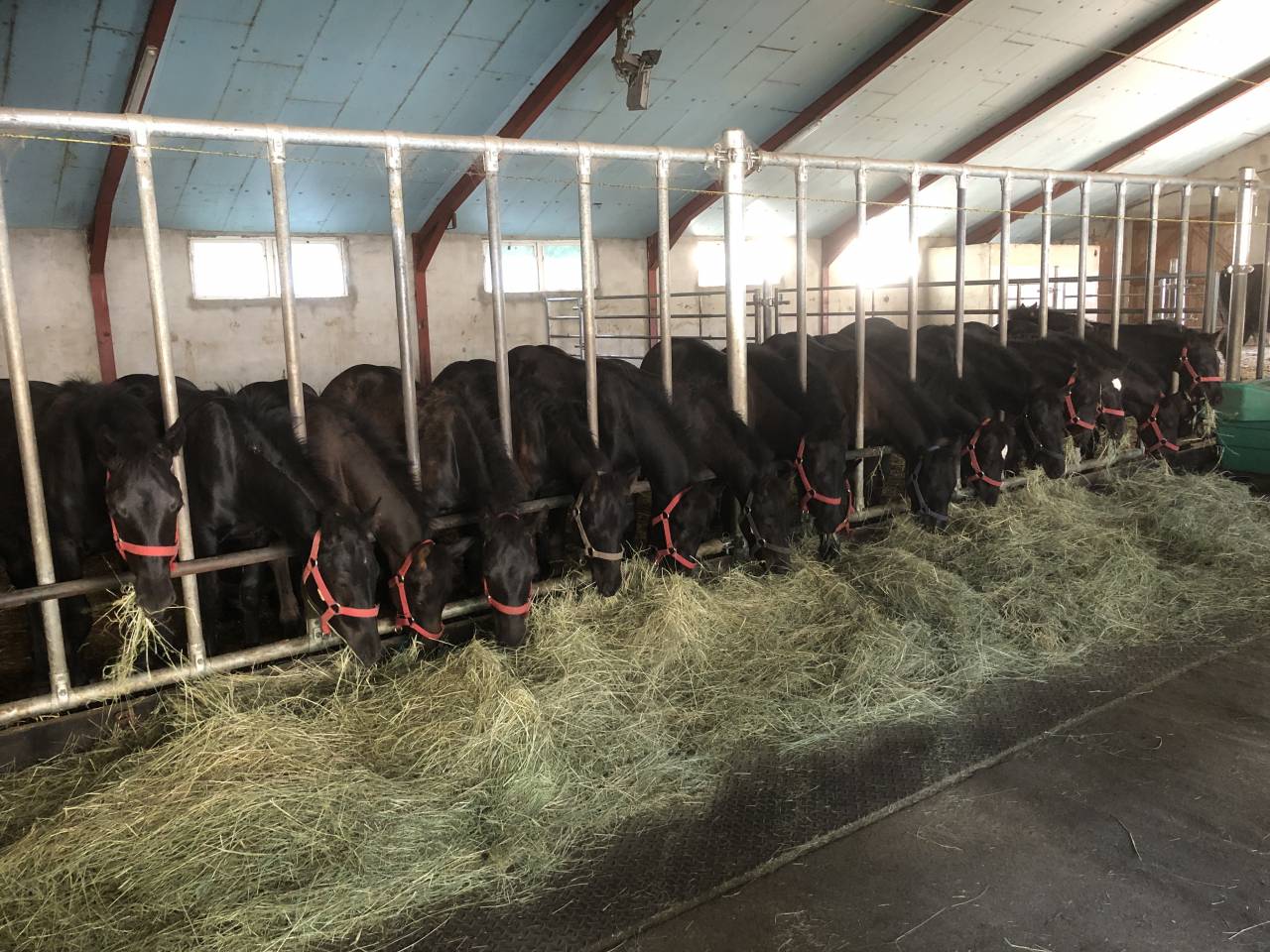 Potro Mérens En venta 2025 Negro