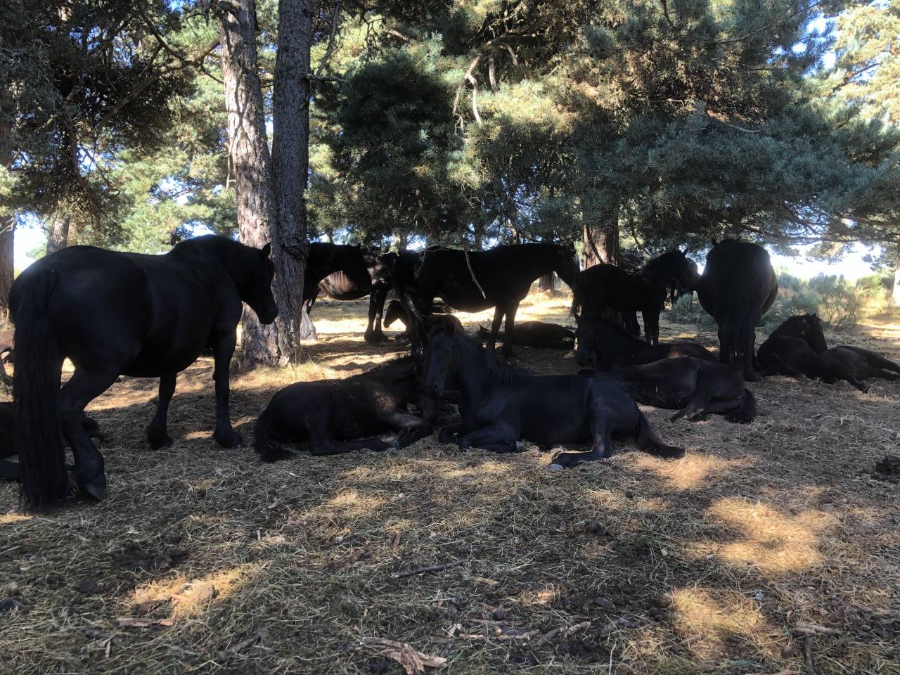 Potro Mérens En venta 2025 Negro