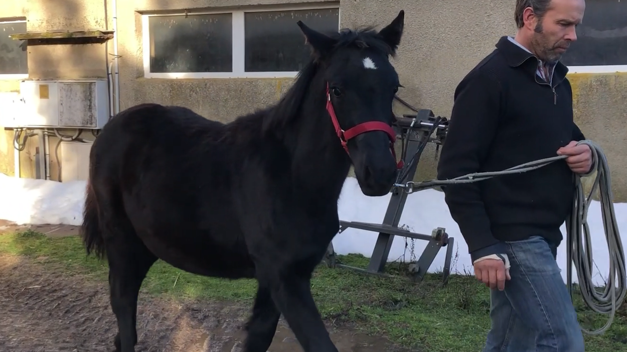 Potro M&eacute;rens En venta 2025 Negro
