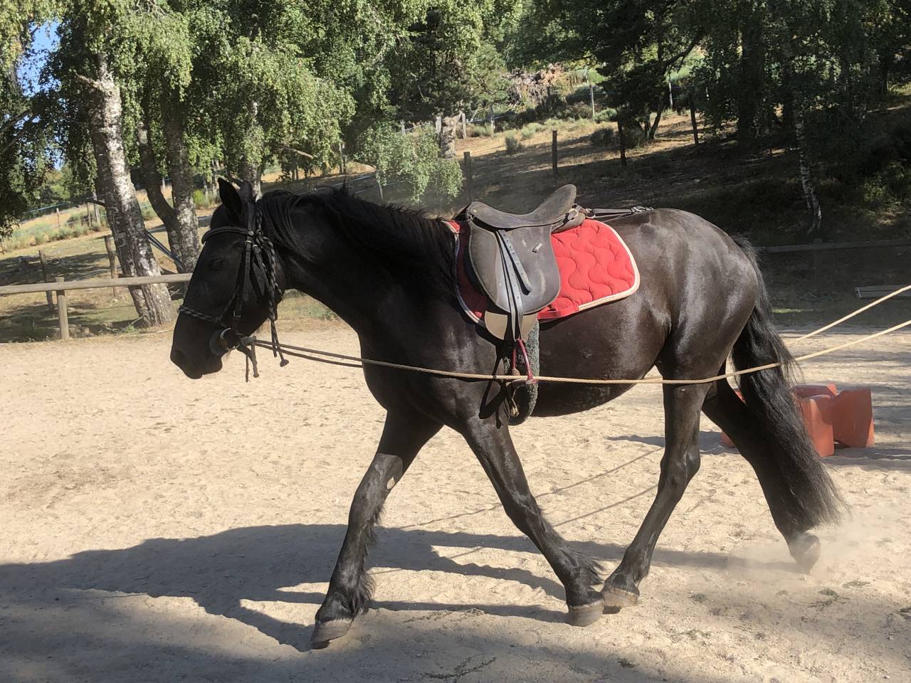 Caballo castrado Mérens En venta 2022 Negro por obao de sie