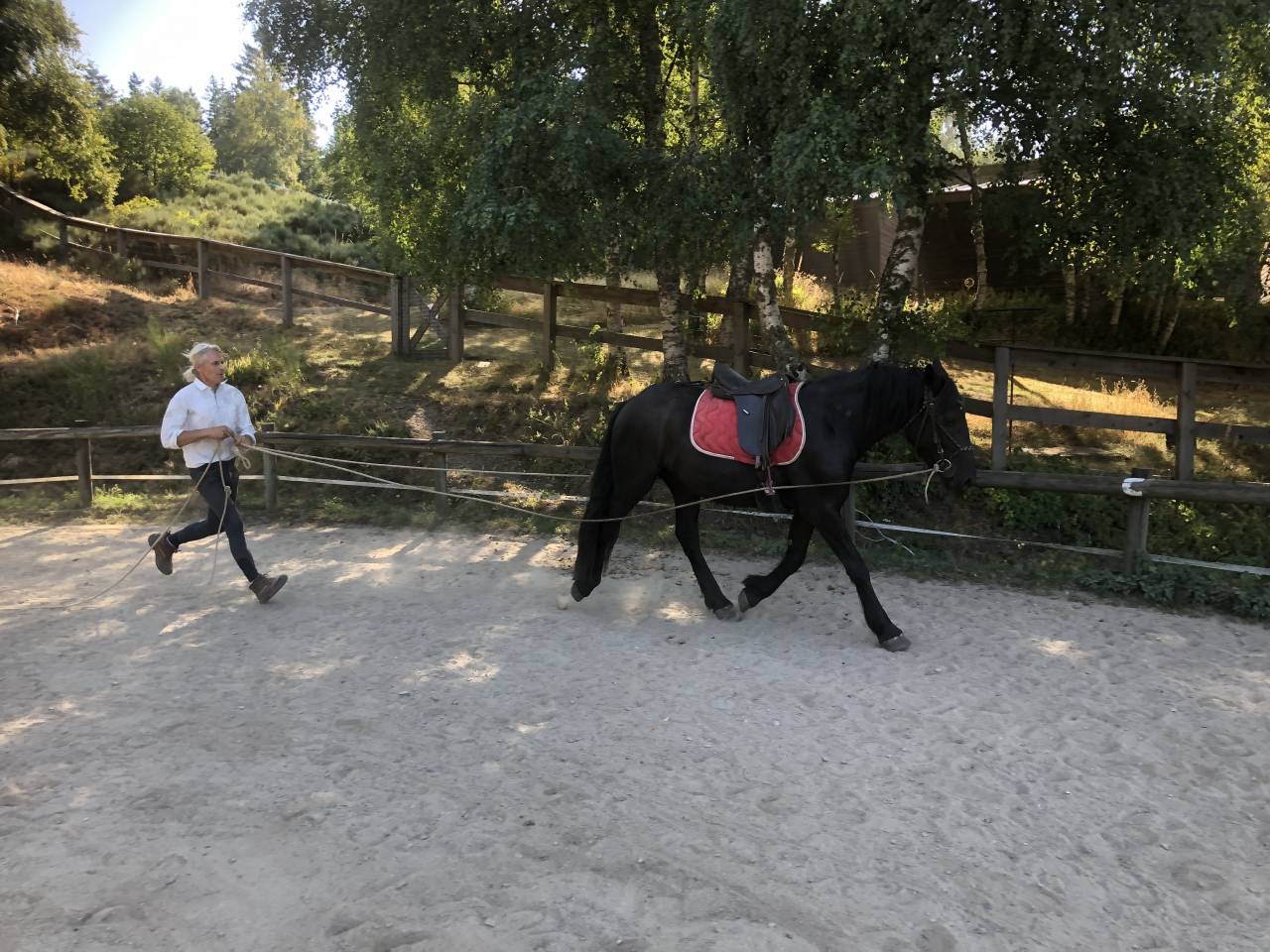 Caballo castrado Mérens En venta 2022 Negro por obao de sie