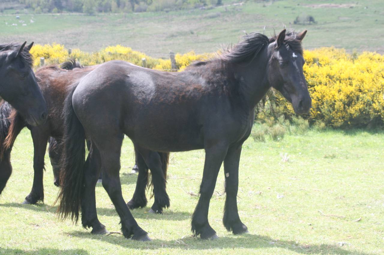 Caballo castrado Mérens En venta 2022 Negro por obao de sie
