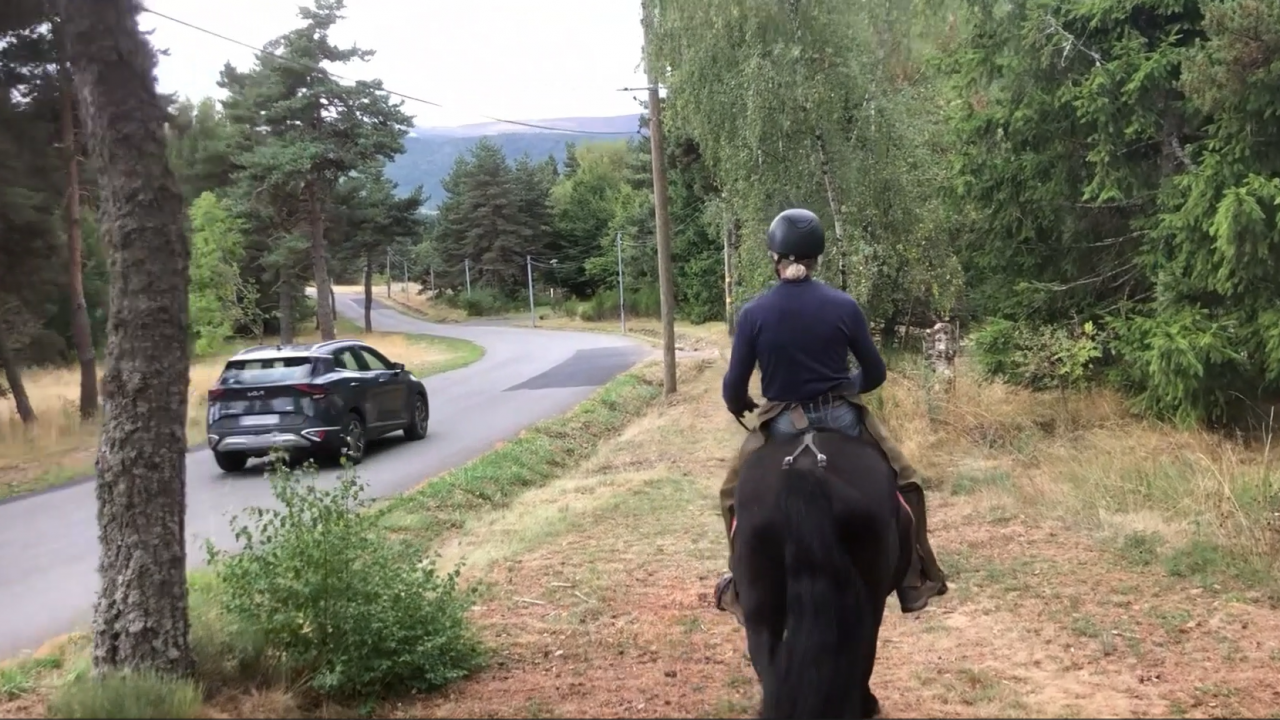 Caballo castrado Mérens En venta 2022 Negro por obao de sie