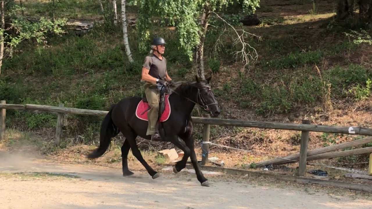 Caballo castrado Mérens En venta 2022 Negro por obao de sie