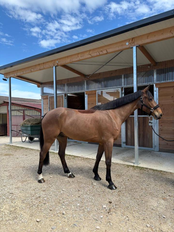 Caballo castrado AES Anglo European Studbook En venta 2021 Bayo por GIORGIO DE LA BATIA