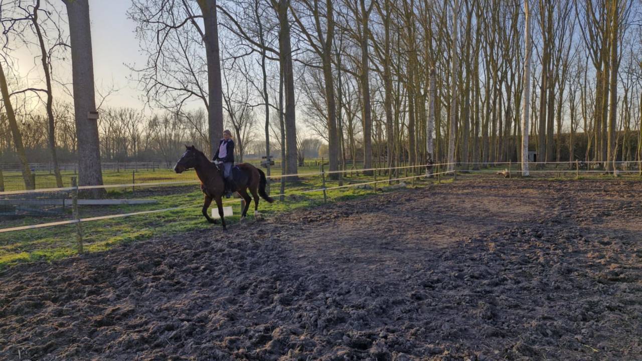 Caballo castrado PRE Pura Raza Española En venta 2020 Bayo