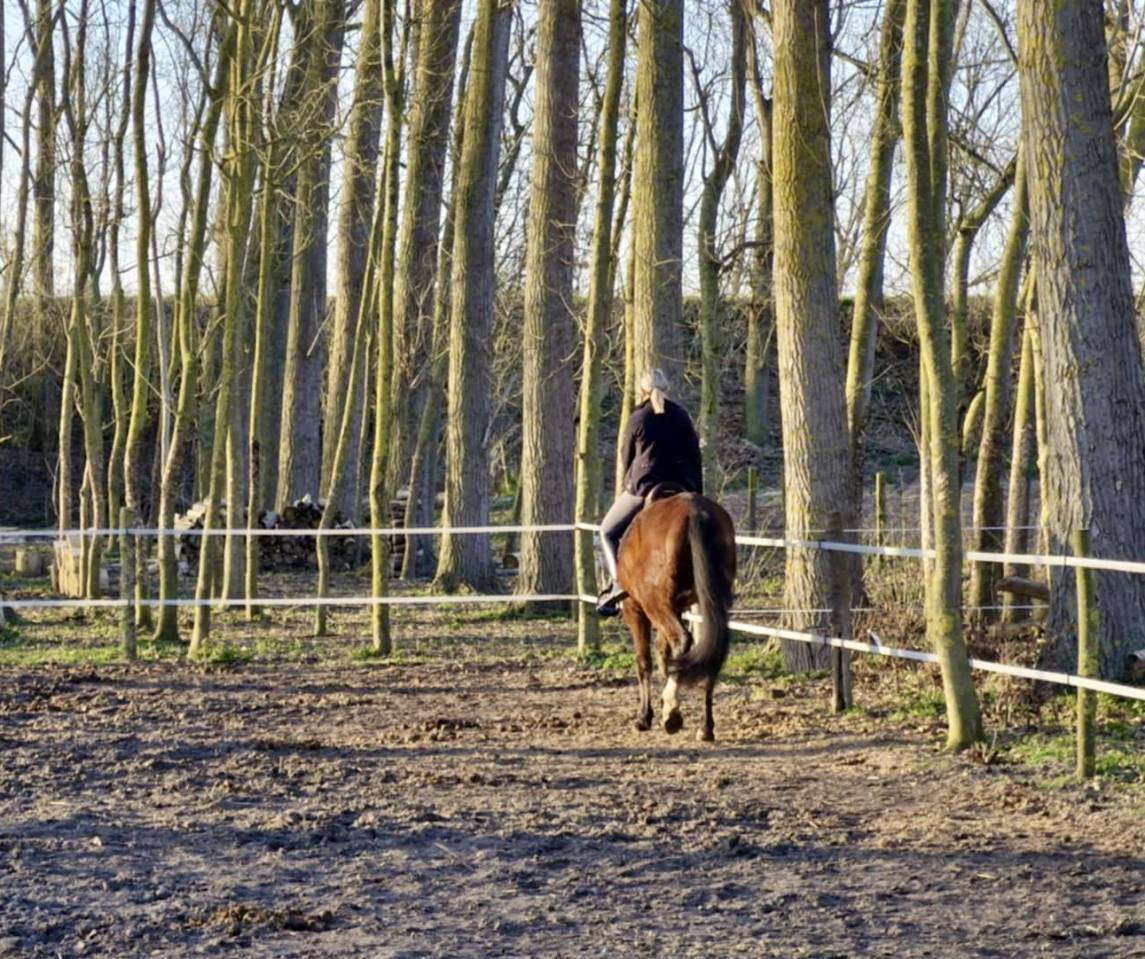 Caballo castrado PRE Pura Raza Española En venta 2020 Bayo