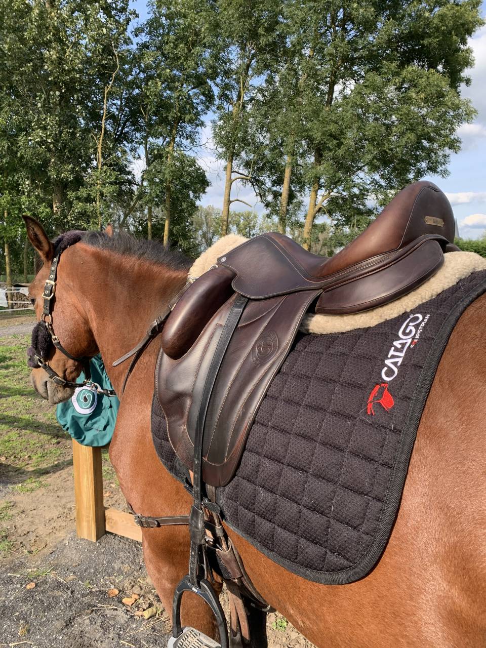 Caballo castrado PRE Pura Raza Española En venta 2020 Bayo