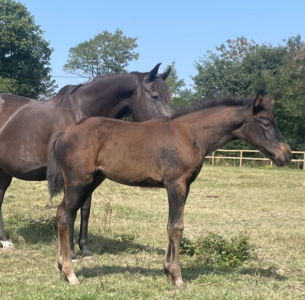 Potranca Silla Francés En venta 2025 Negro por HEROE DE CAFENY