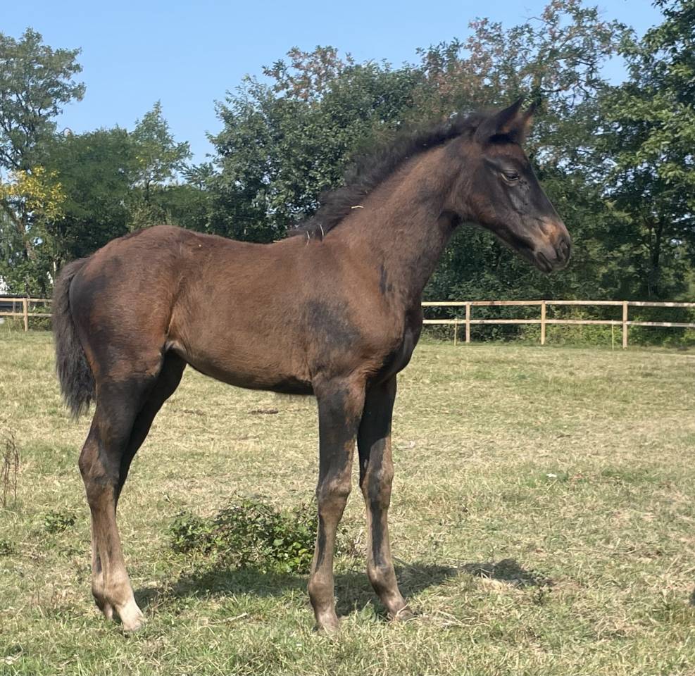Potranca Silla Francés En venta 2025 Negro por HEROE DE CAFENY