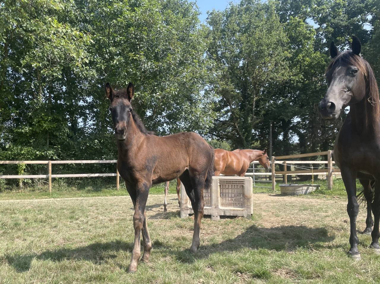 Potranca Silla Francés En venta 2025 Negro por HEROE DE CAFENY