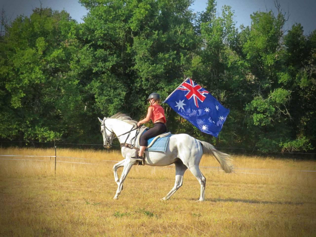 Caballo castrado AQPS En venta 2015 Tordo