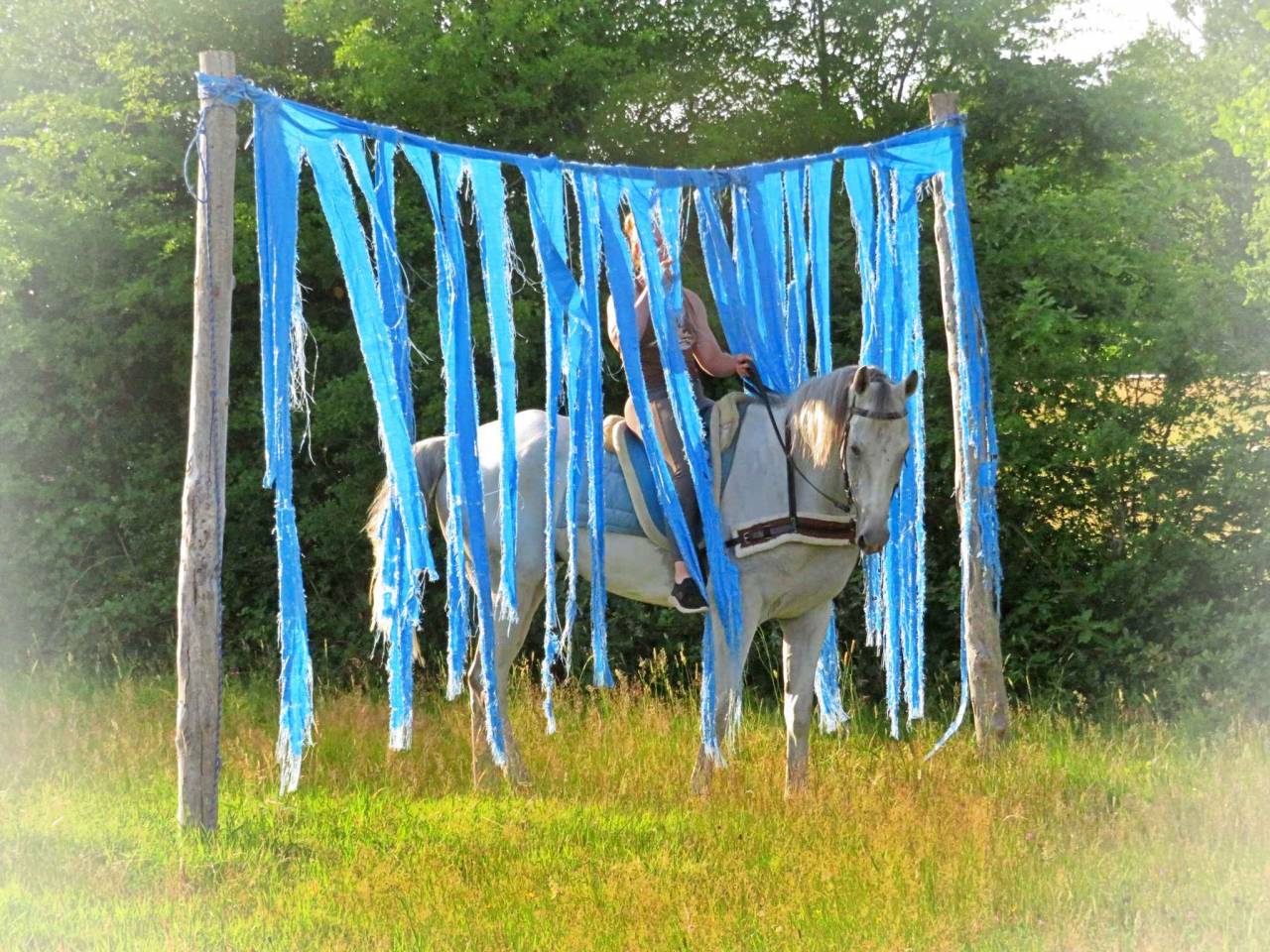 Caballo castrado AQPS En venta 2015 Tordo