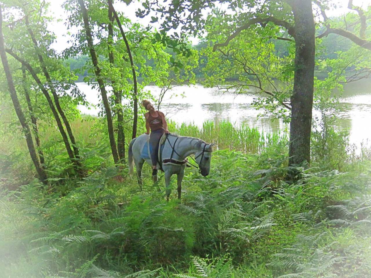 Caballo castrado AQPS En venta 2015 Tordo