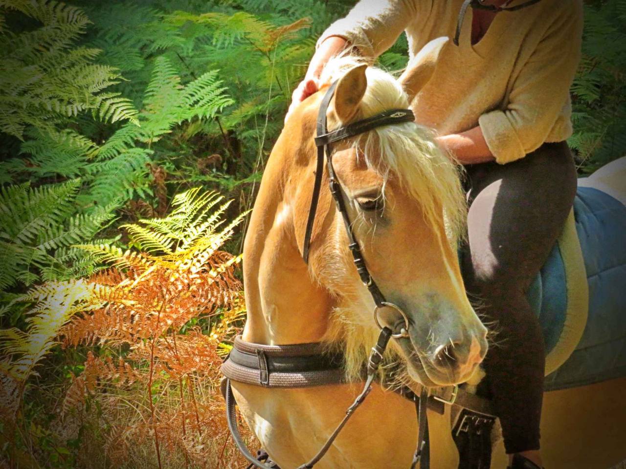Caballo castrado Haflinger En venta 2022 Palomino