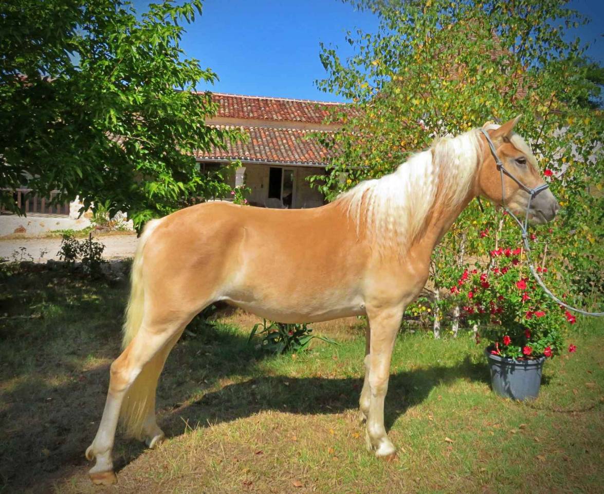Caballo castrado Haflinger En venta 2022 Palomino