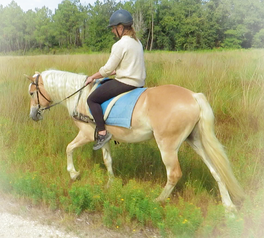Caballo castrado Haflinger En venta 2022 Palomino