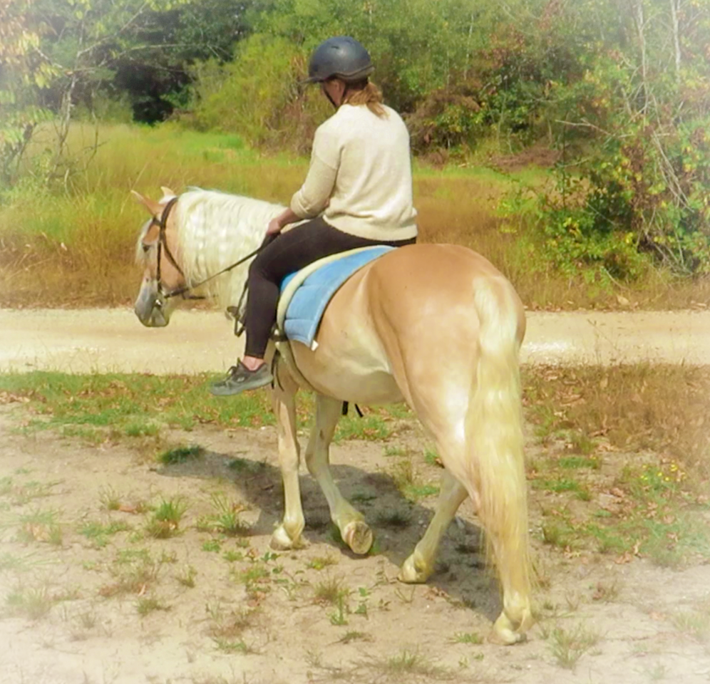 Caballo castrado Haflinger En venta 2022 Palomino