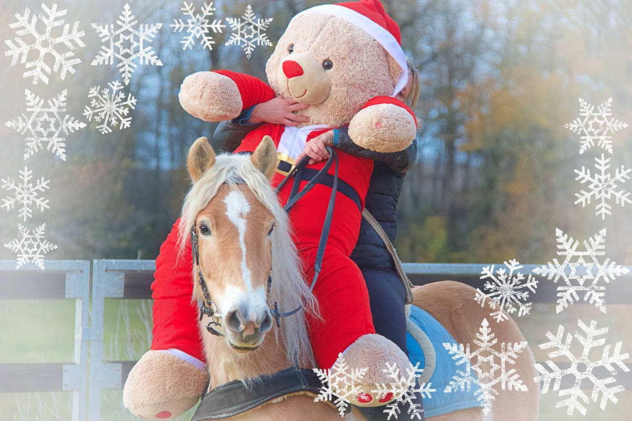 Caballo castrado Haflinger En venta 2022 Palomino