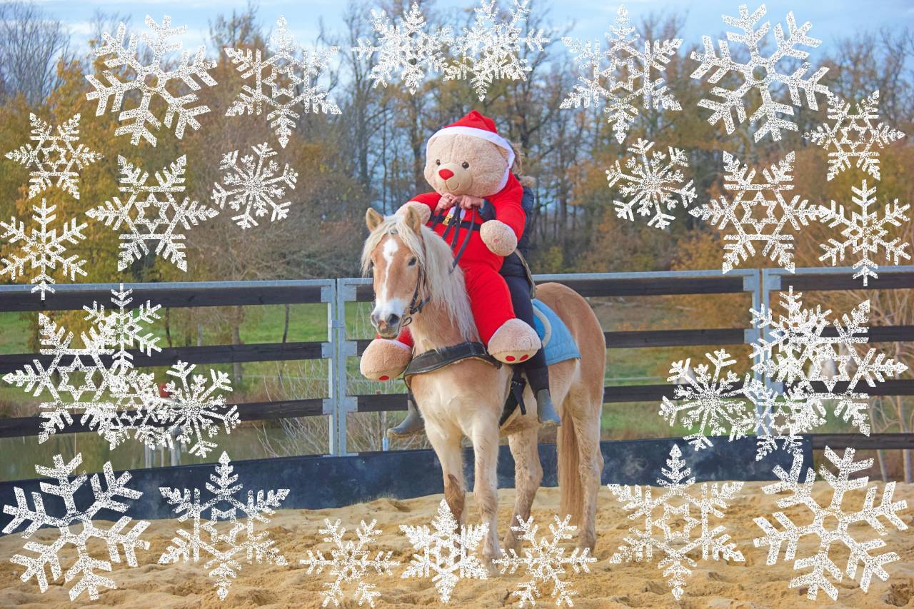 Caballo castrado Haflinger En venta 2022 Palomino